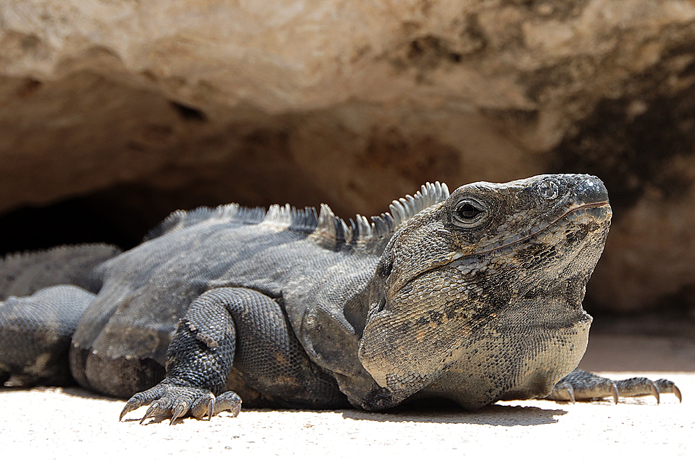 Leguan