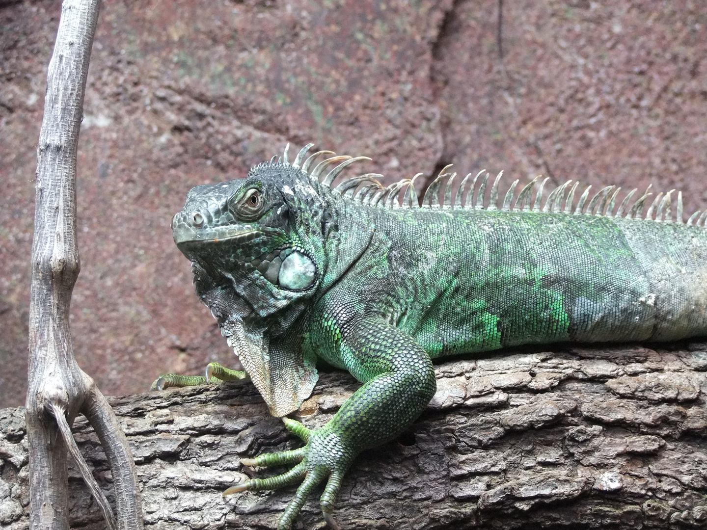 Leguan beim Sonnen