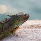 Leguan beim Sonnenbad