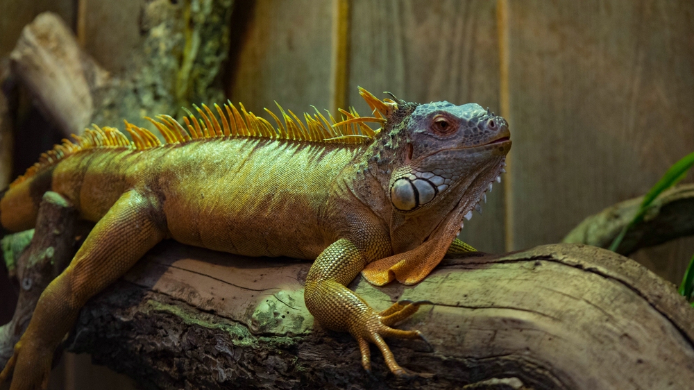 Leguan "Biosphäre Potsdam"