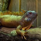 Leguan "Biosphäre Potsdam"