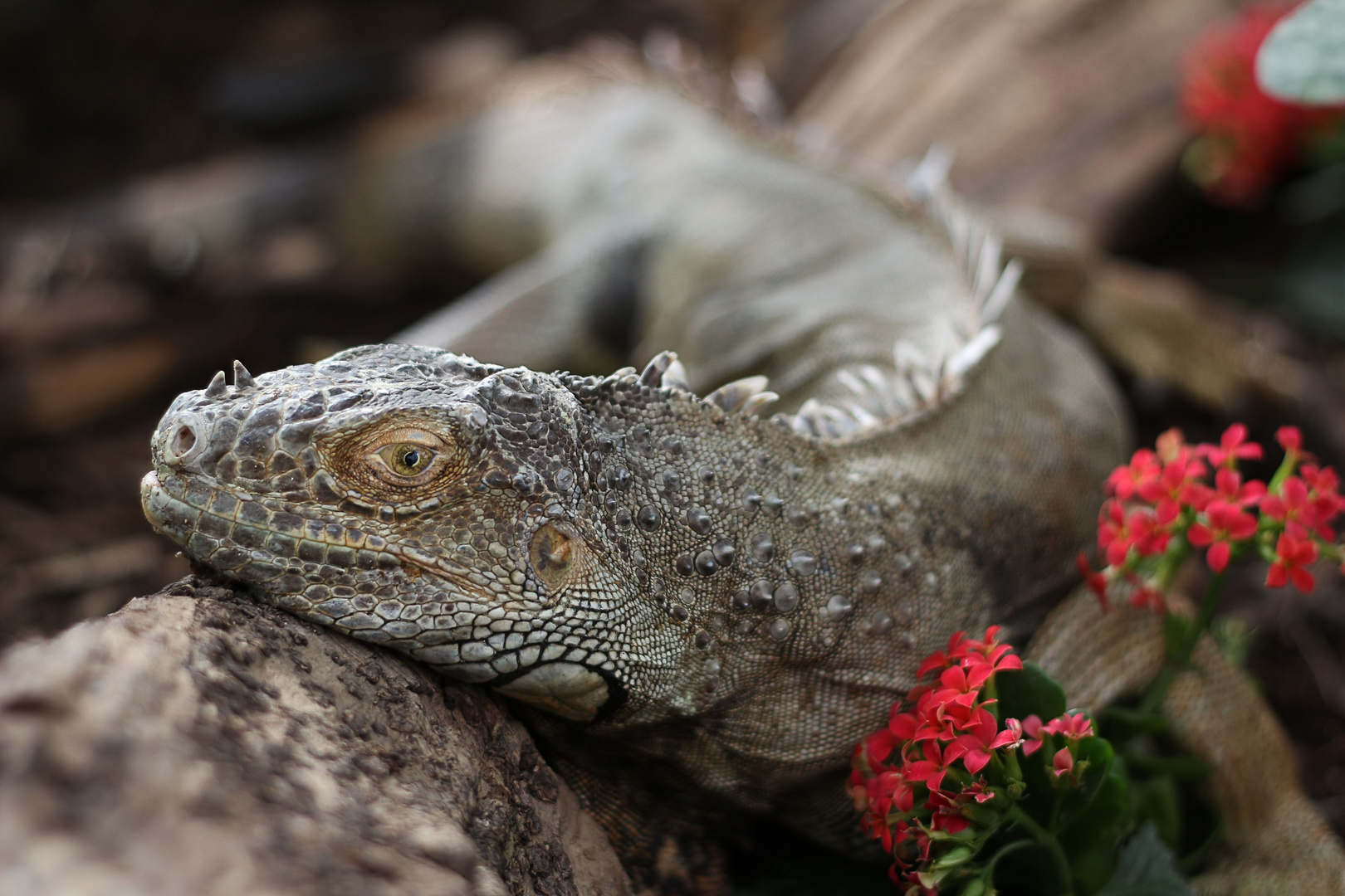 Leguan