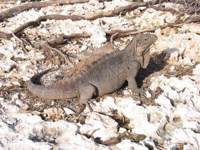 Leguan - Cayo Cocco - Cuba