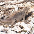 Leguan - Cayo Cocco - Cuba