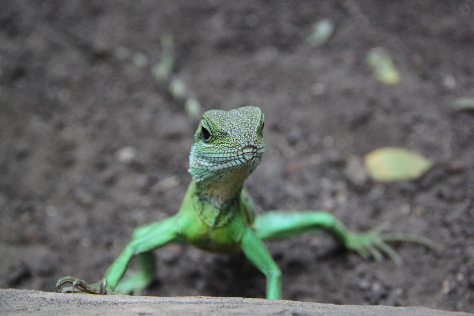 Leguan