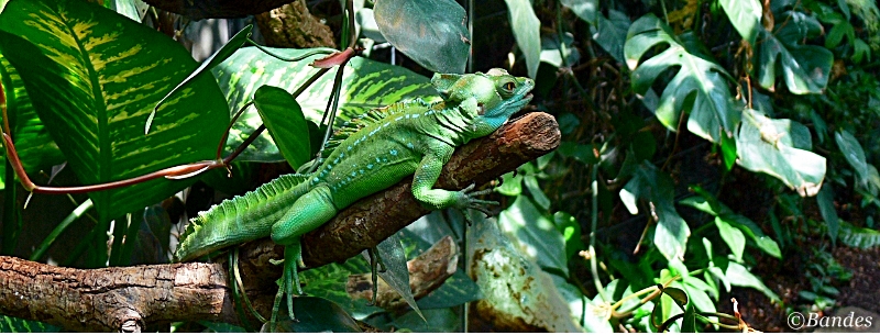 Leguan