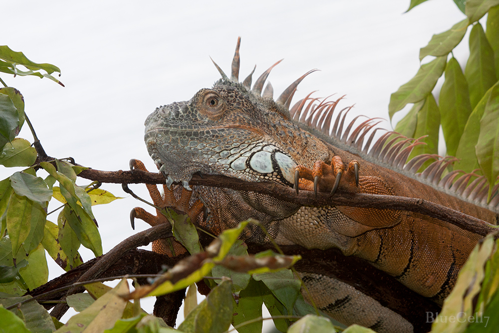 Leguan