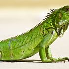 Leguan der Grüne