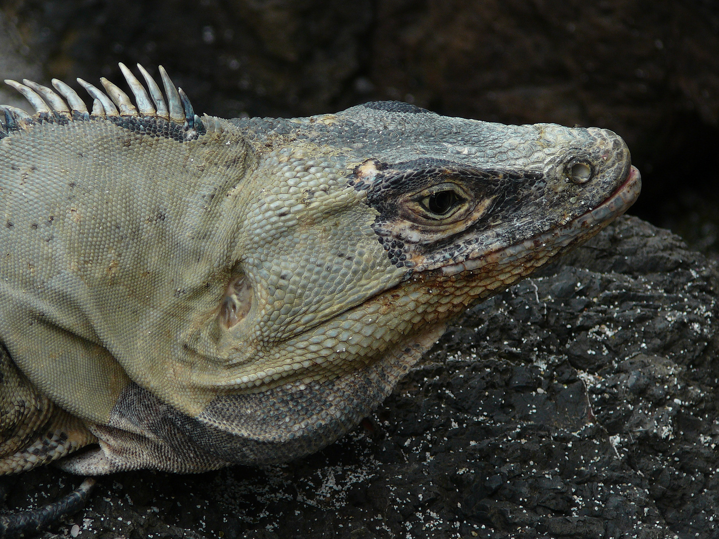 Leguan - Detail