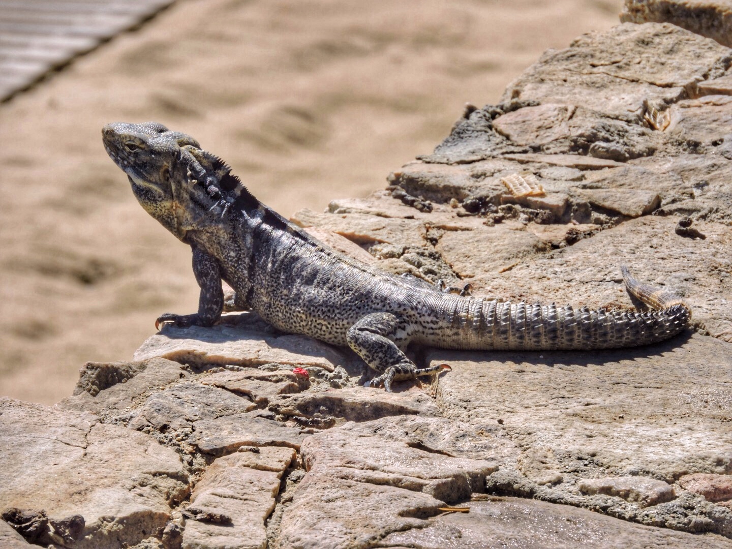 Leguan