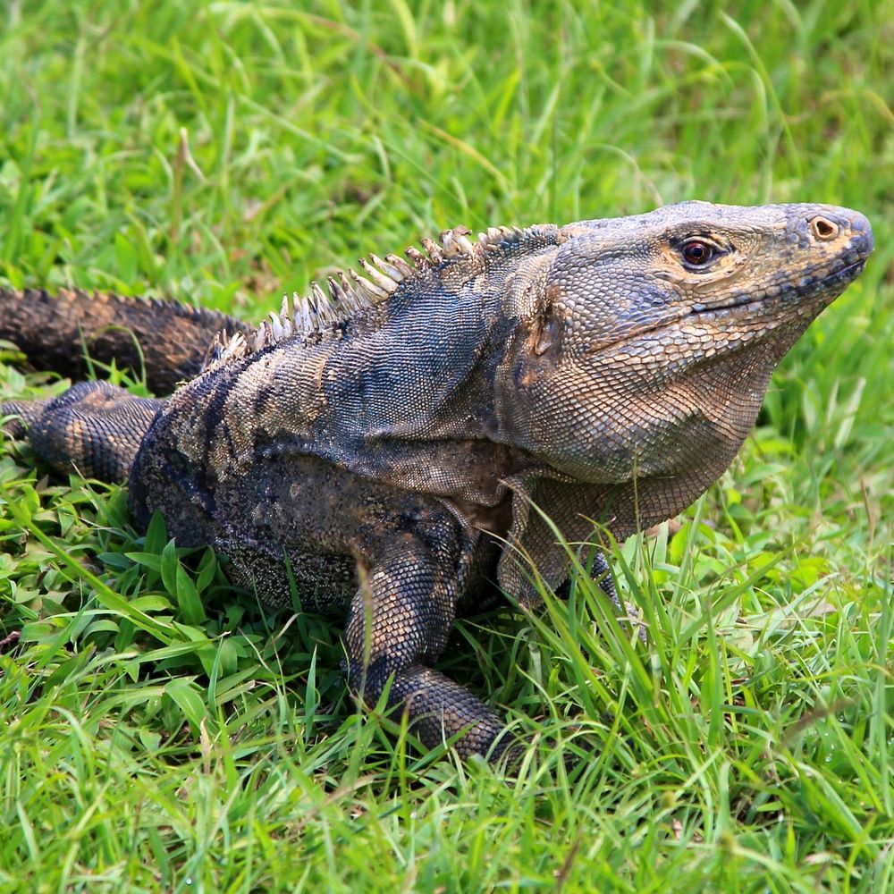 Leguan