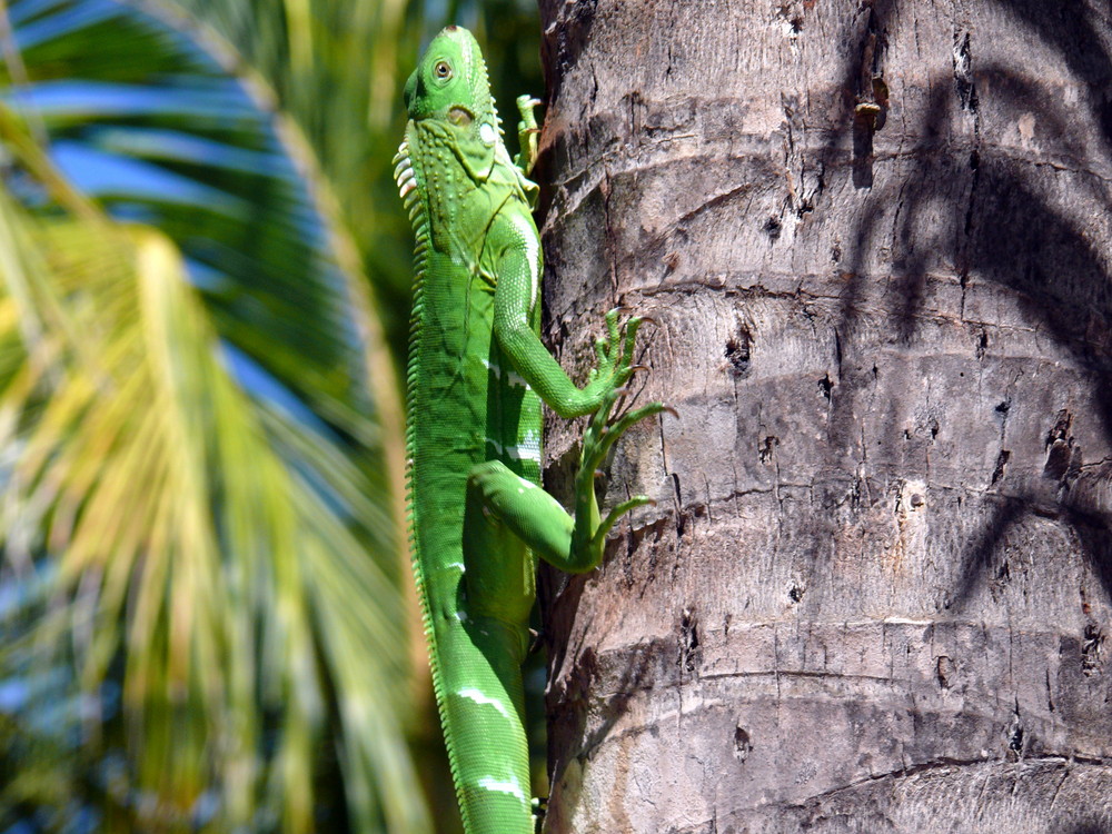 Leguan