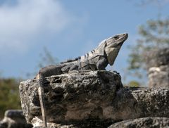 Leguan