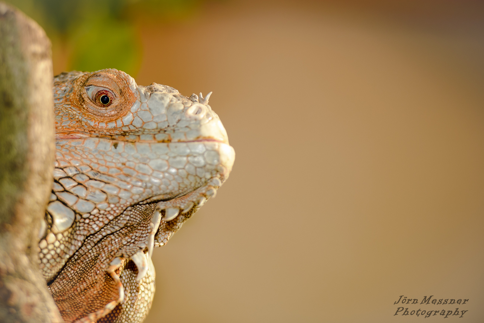 Leguan