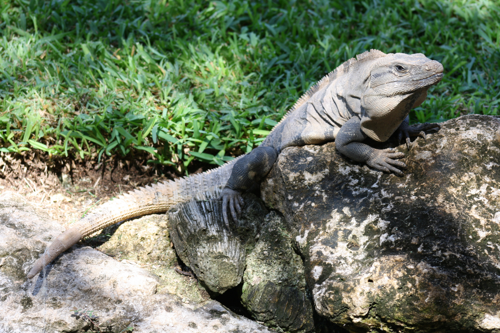 Leguan