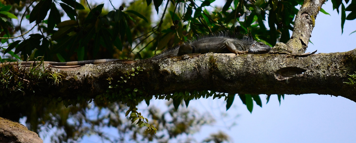 Leguan