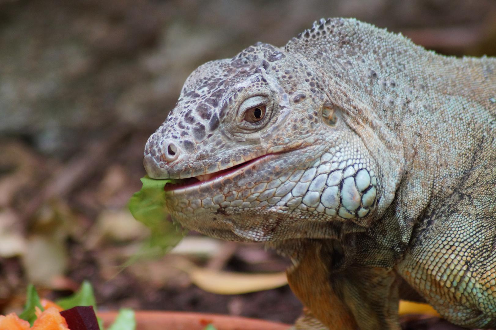 Leguan