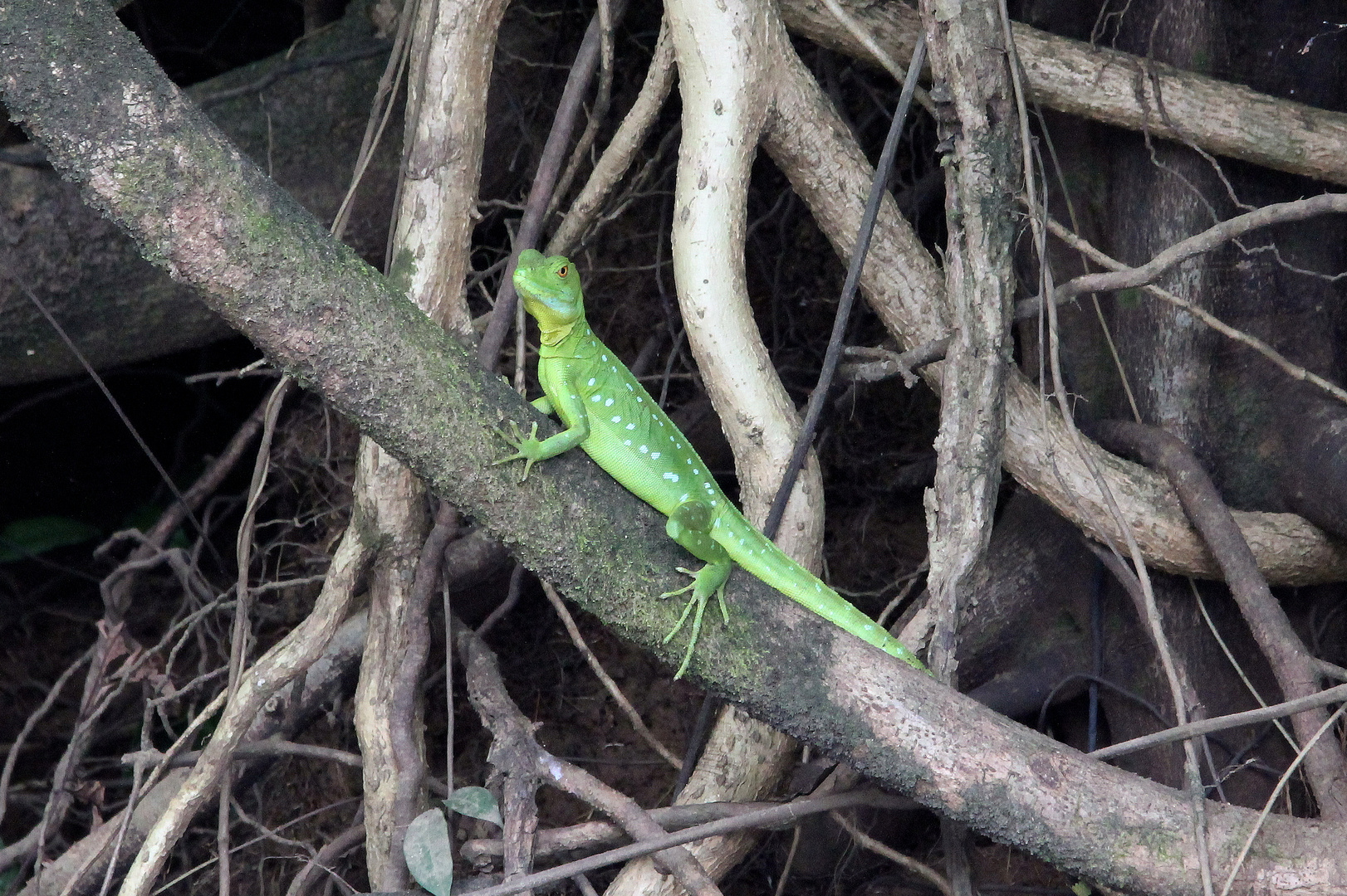 Leguan