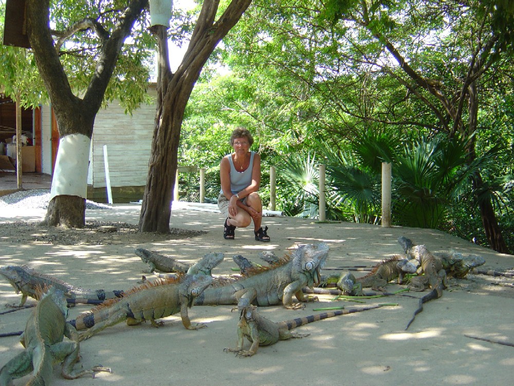 Leguan Farm auf der Insel Roatan