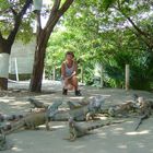 Leguan Farm auf der Insel Roatan