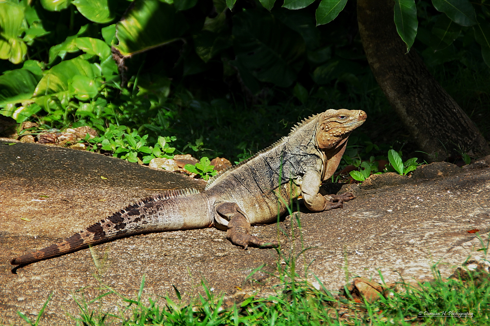 Leguan