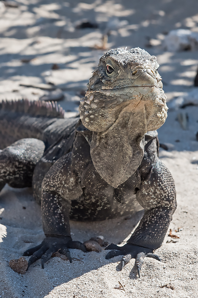 Leguan