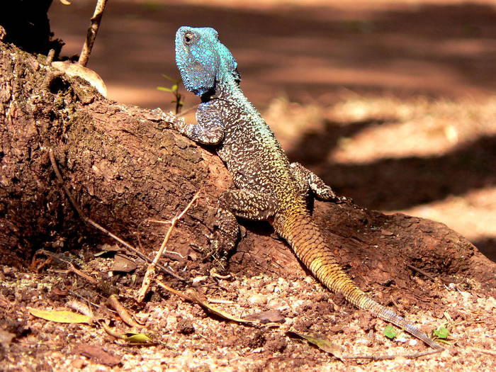 Leguan, gesehen in Swasiland