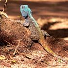 Leguan, gesehen in Swasiland