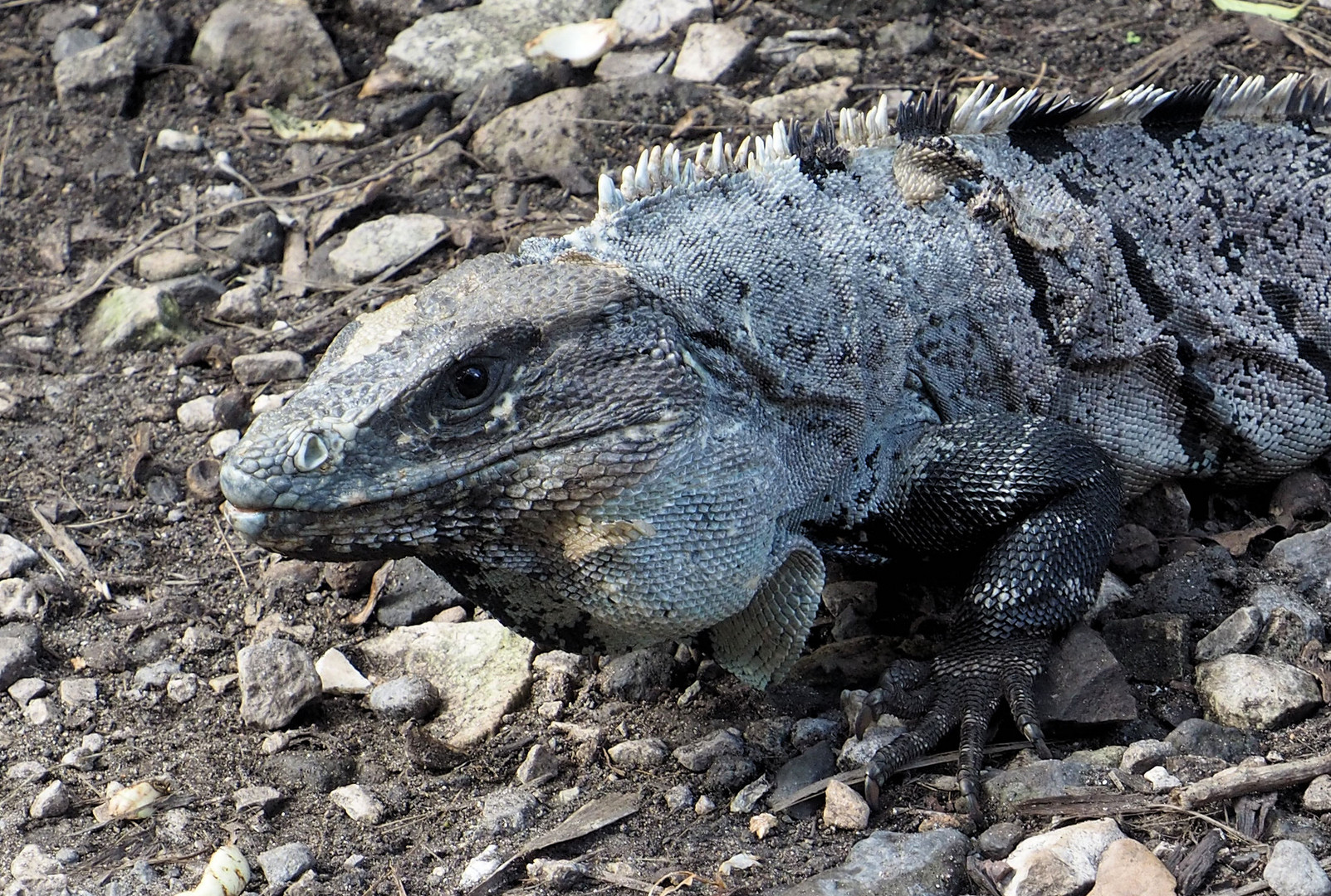 Leguan Gesicht 