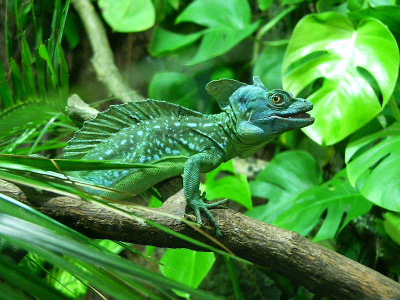 Leguan grün angepasst.. oder doch kein Leguan?