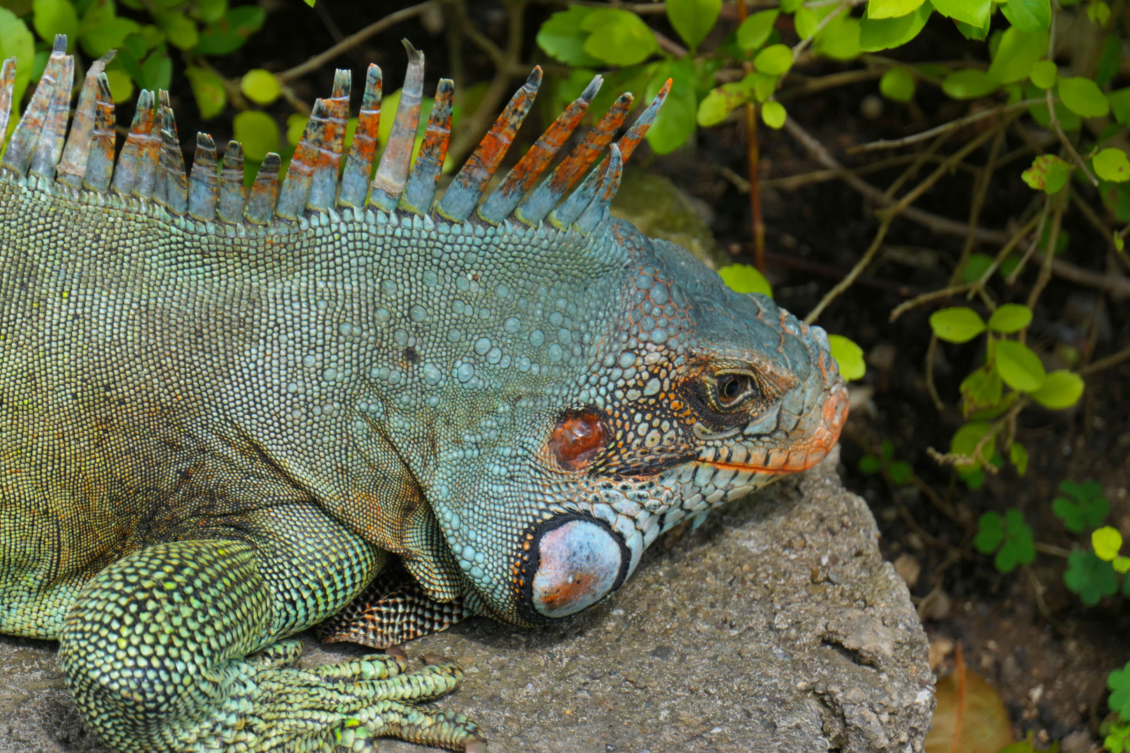 Leguan hat Ausgang