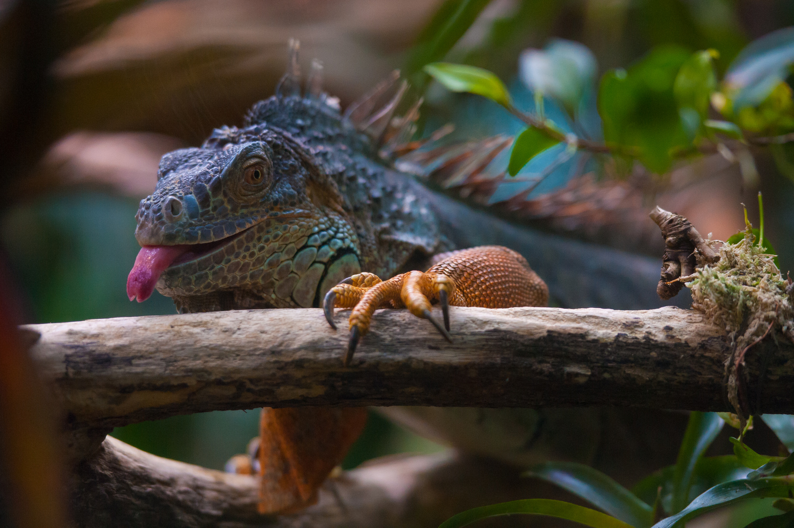 Leguan hat Hunger