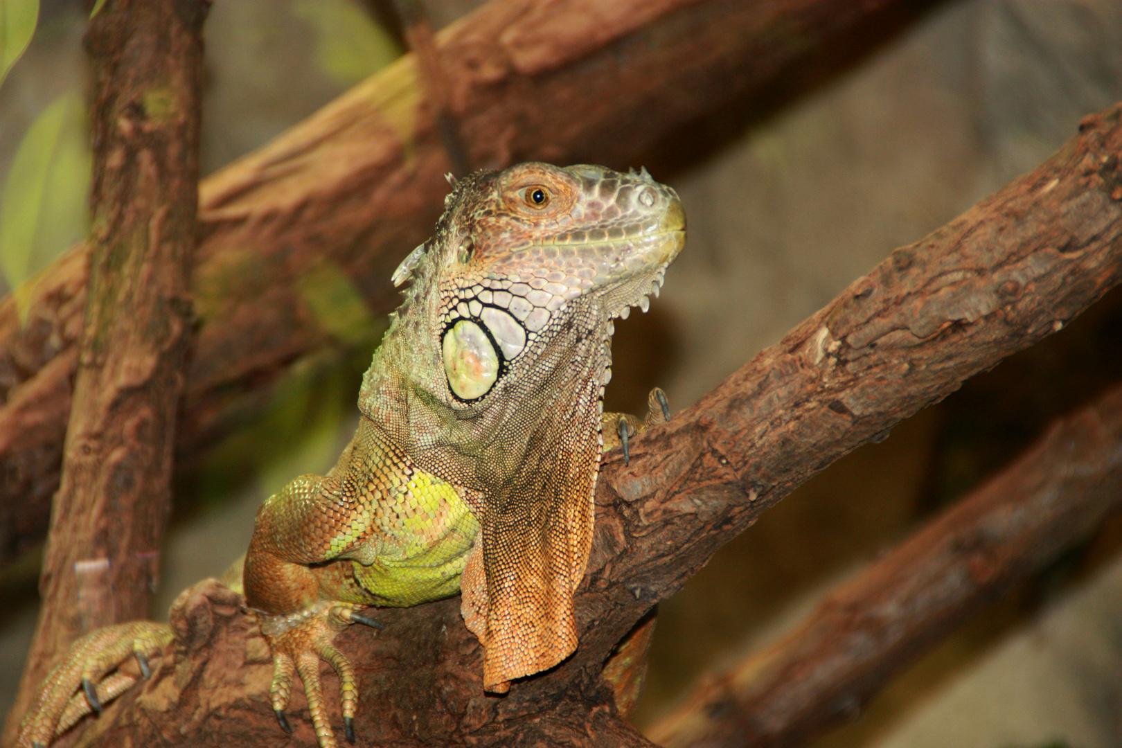 Leguan (?) hinter Glas