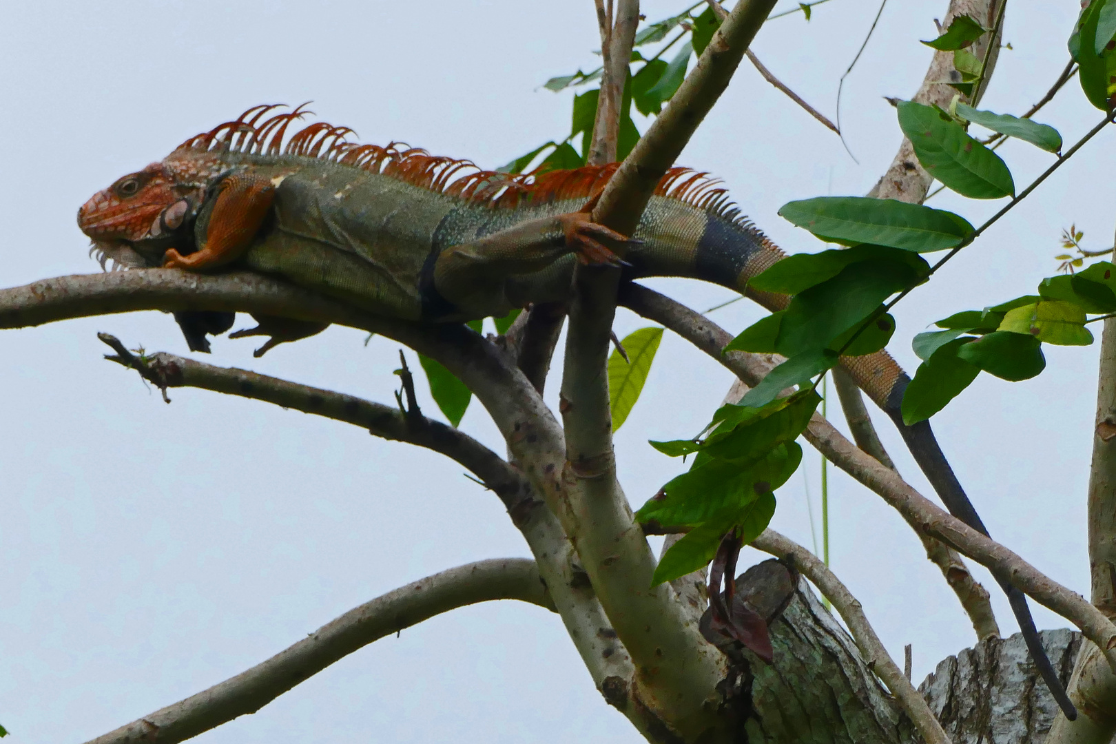 Leguan hoch im Baumwipfel