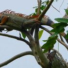 Leguan hoch im Baumwipfel