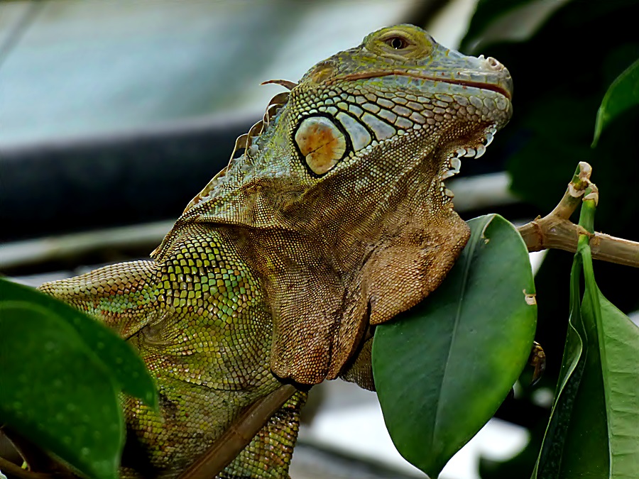 Leguan Horst, . . .