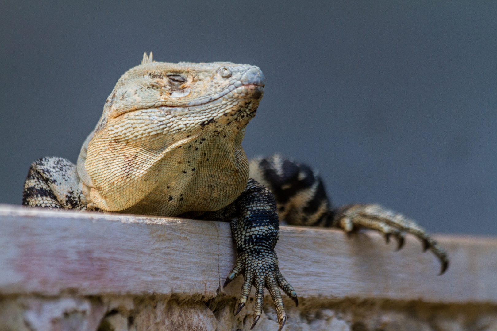 Leguan I