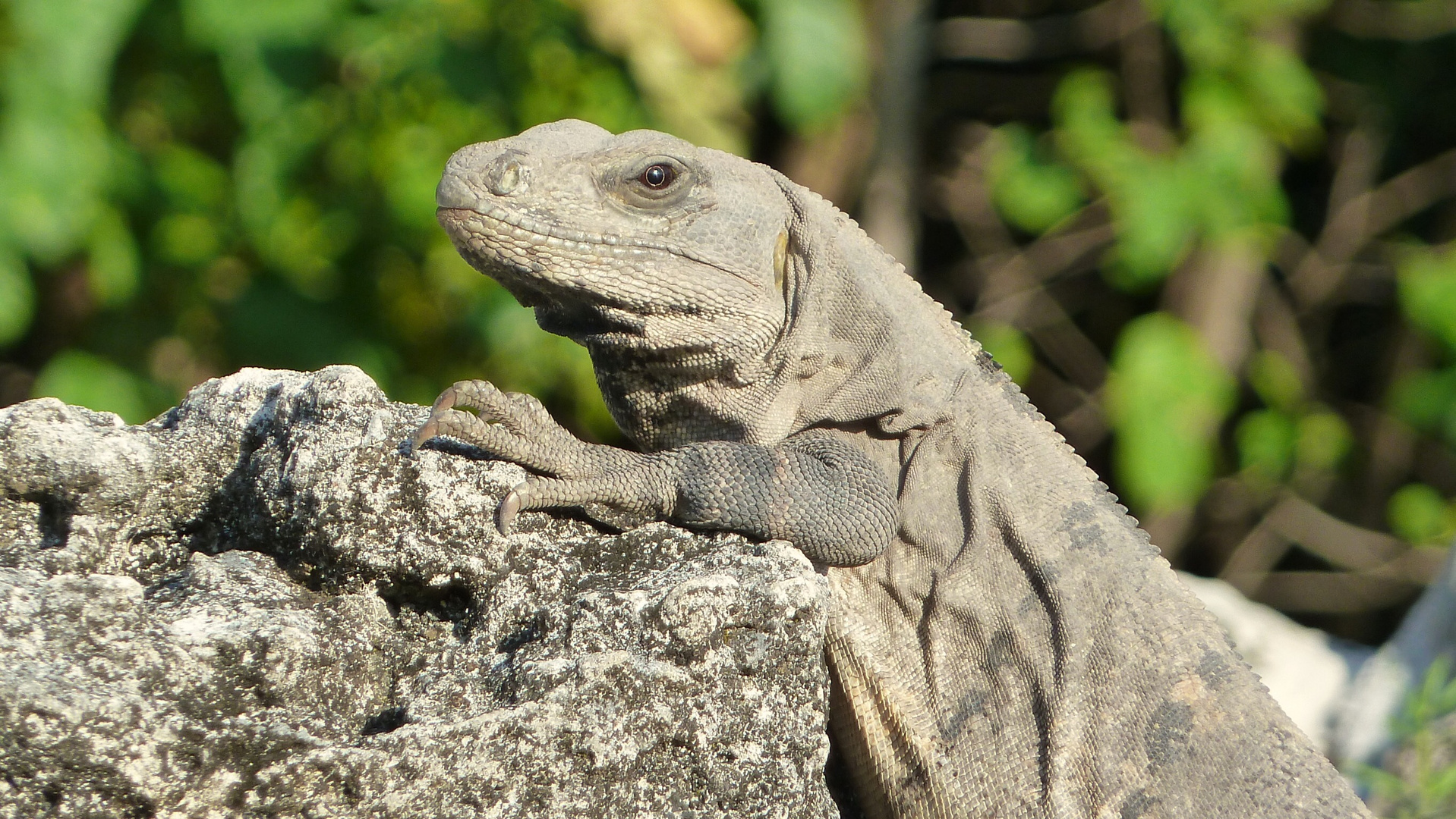 Leguan - Iguana