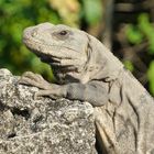 Leguan - Iguana