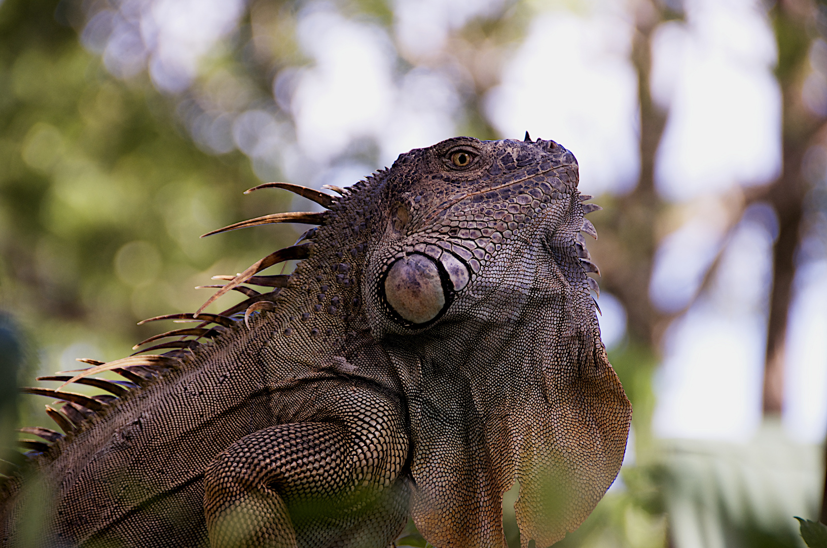 Leguan ( Iguana Echse )