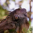 Leguan ( Iguana Echse )