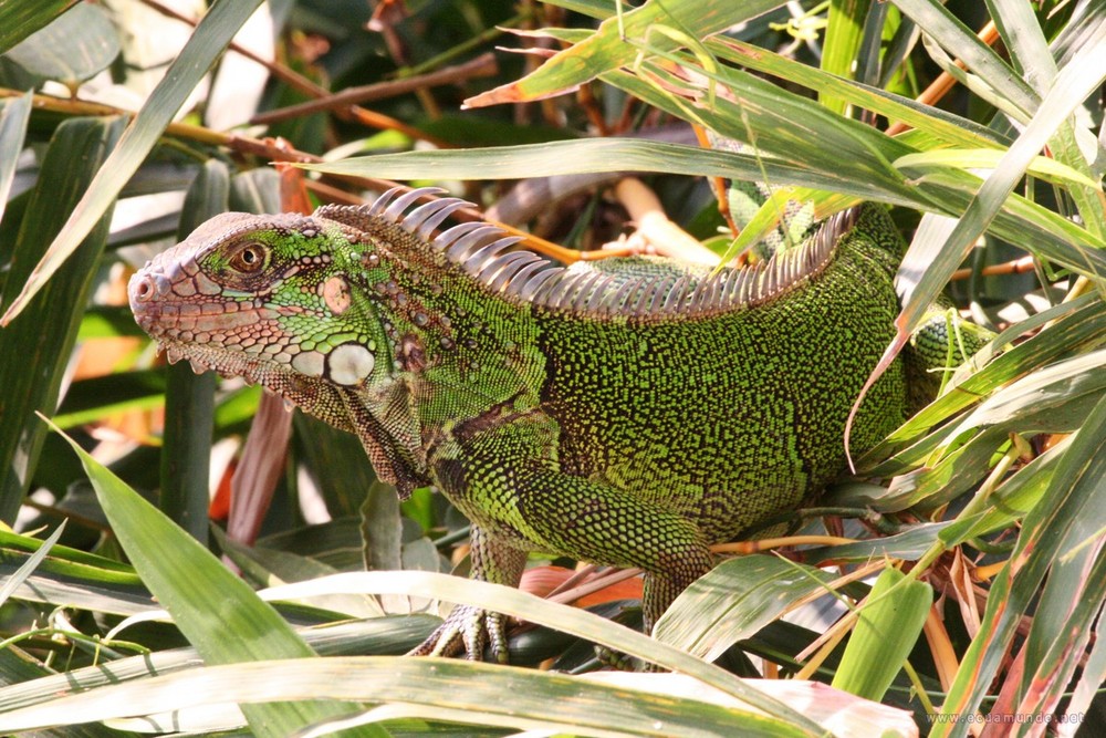 Leguan - Iguana
