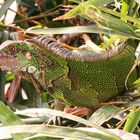 Leguan - Iguana