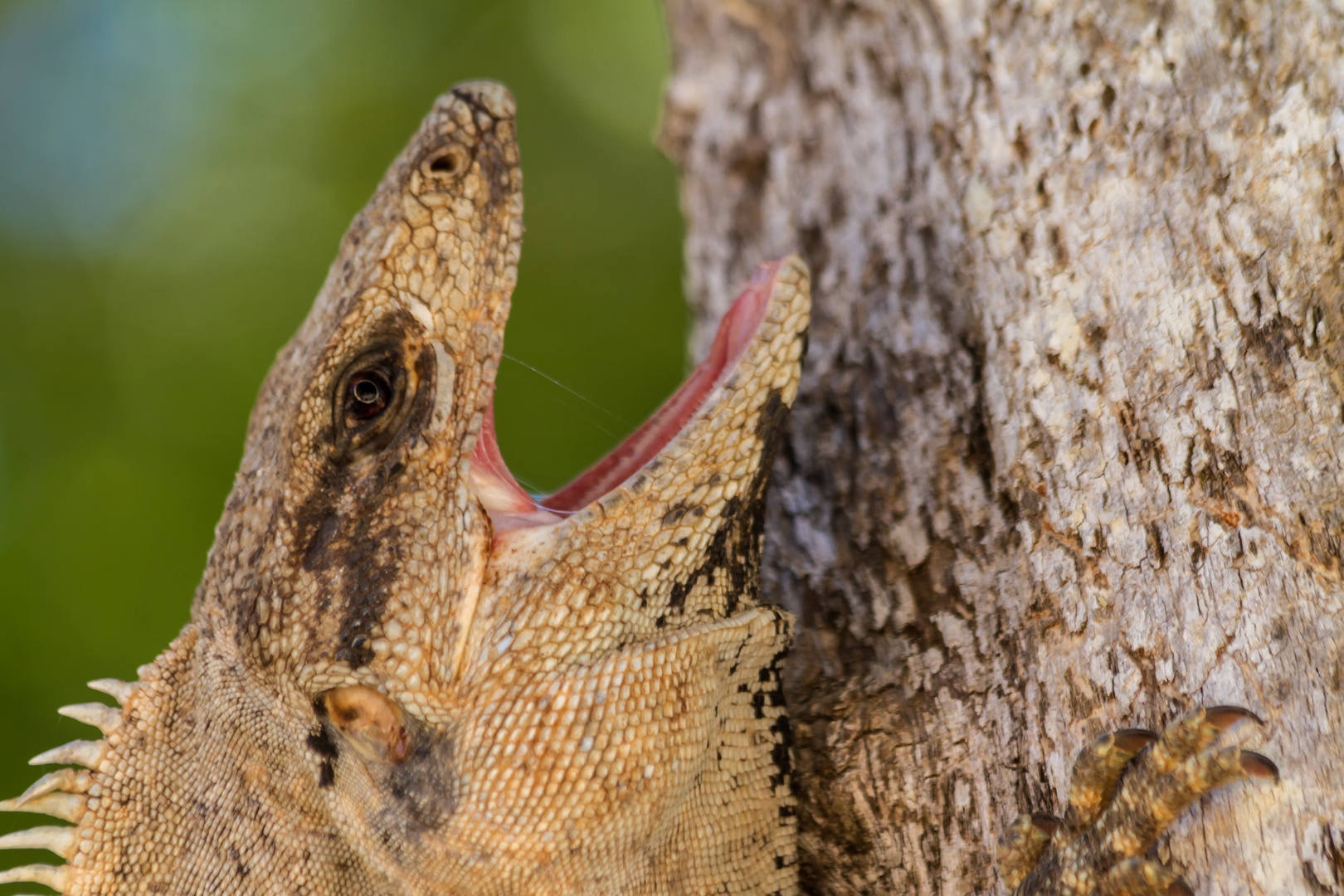 Leguan II