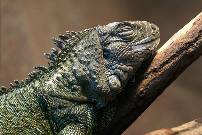 Leguan im Amazonashaus