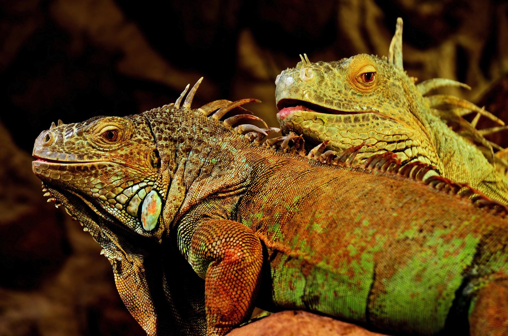 Leguan im Doppelpack