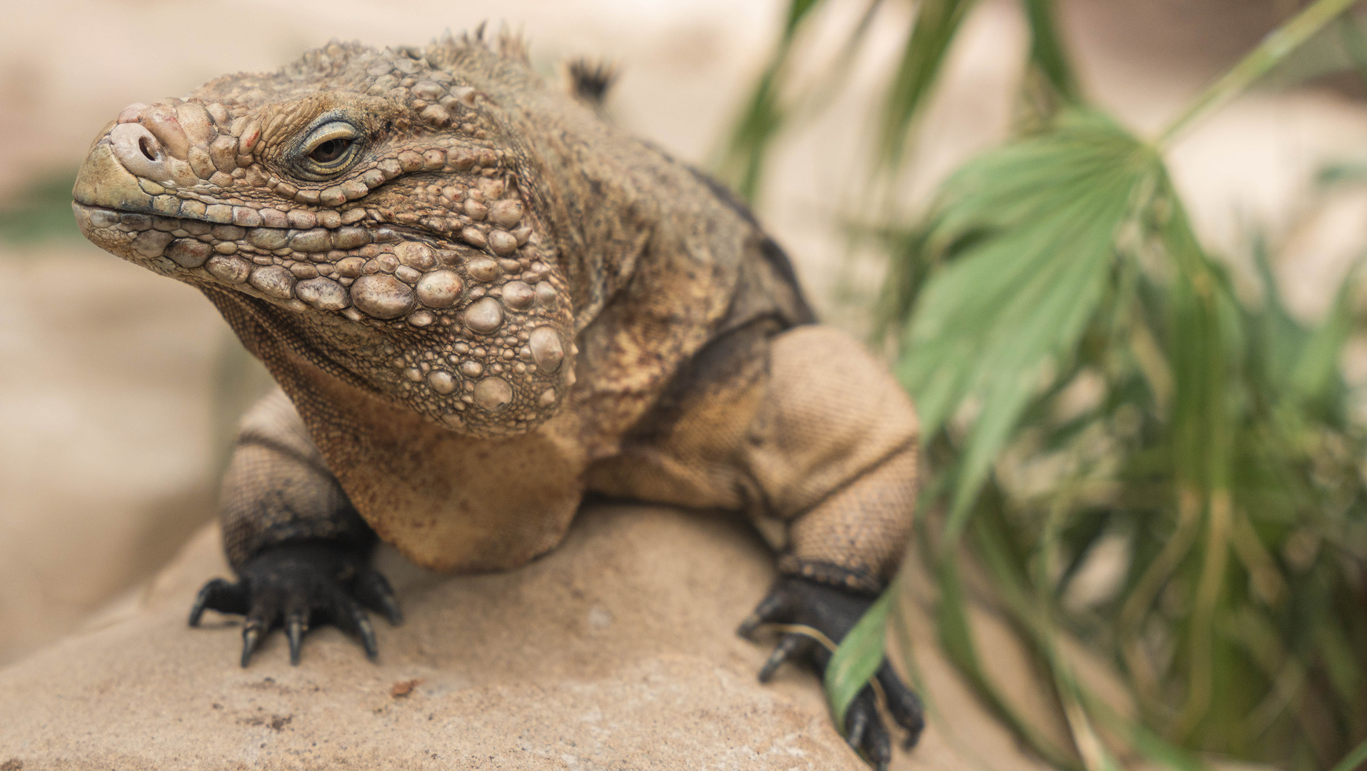 Leguan im Duisburger Zoo