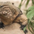 Leguan im Duisburger Zoo