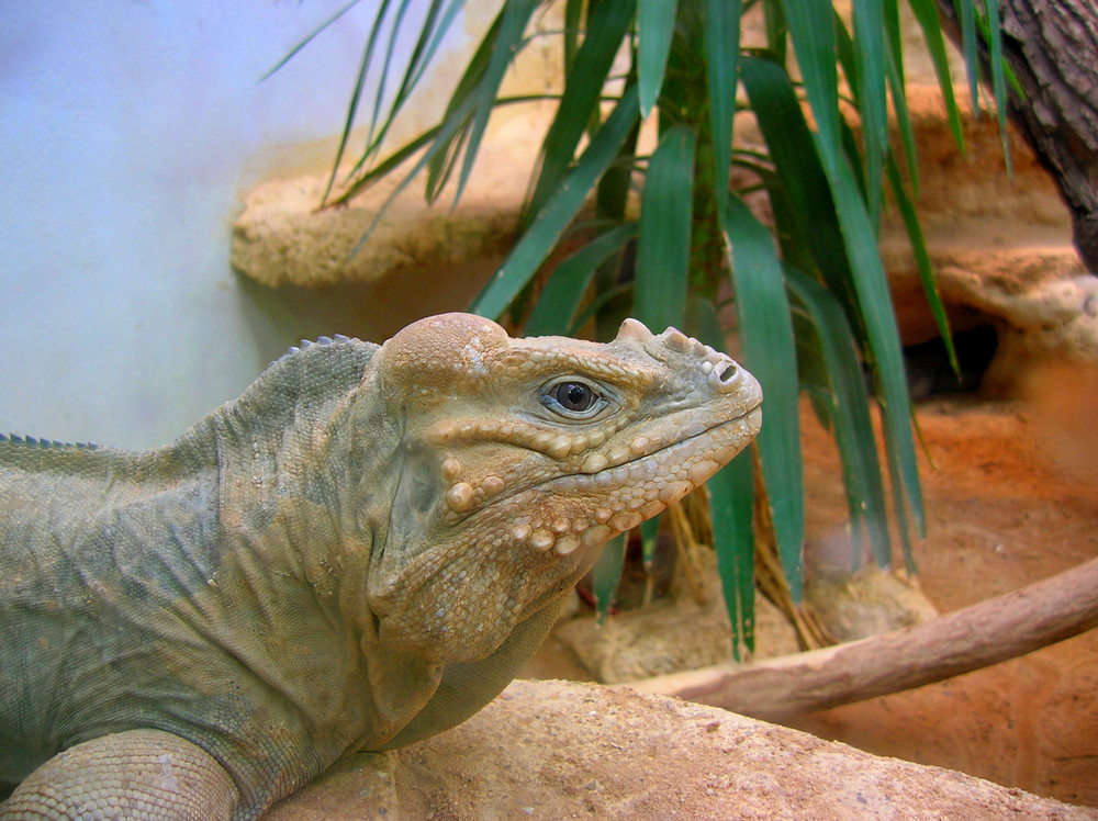 Leguan im Frankfurter Zoo