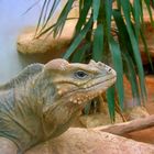 Leguan im Frankfurter Zoo